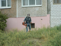 В Камышине власти организовали, наконец, «третий укос» сорной травы