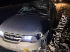 Под колеса иномарки под Урюпинском попал перепугавшийся лосенок