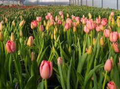 Предприниматели из села Сестренки в Камышинском районе «подкинули» горожанам рабочих мест «на тюльпанах»