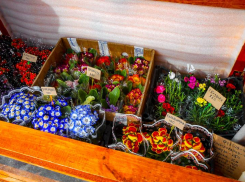 Камышанки оценили 8 Марта цветы в горшках с землей