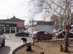 Бродячие собаки оккупировали площадку у «национального» памятника Камышина - Арбуза, - камышанка