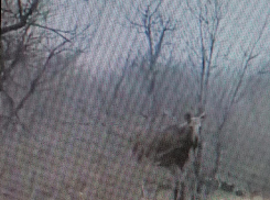 Горожане показали в соцсетях, как у Камышина в районе поста ГИБДД «13-й километр»  автопутешественников «приветствуют» лосиха и лосенок (ВИДЕО)