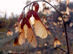 Волгоградская область вошла в ТОП-10 регионов по наибольшему числу смертей от COVID-19, - «Блокнот Волгограда»