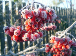 Синоптики предупреждают камышан о ночных заморозках