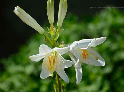 Прогноз о смягчении жары в Камышине сбылся, но ненадолго