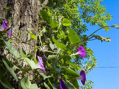 Волгоградский оперштаб прокомментировал, кто стал 79-й смертельной жертвой коронавируса