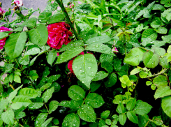 Синоптики вдруг «увидели» мимолетный дождь в Камышине сегодня, 3 июня