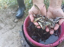 Молодь осетра и стерляди миллионами выпускают в водоемы Волгоградской области