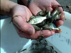 14 с половиной миллионов мальков сазана и толстолобика выпустили в водоемы Волгоградской области