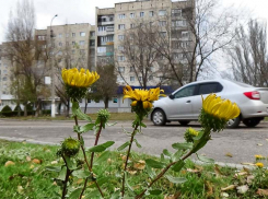 В Камышине погодной повесткой пока «заправляют» плюсовые температуры