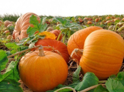 В учредители ООО по выращиванию «австрийской» тыквы в Камышинском районе вошел генеральный директор завода слесарно-монтажного инструмента