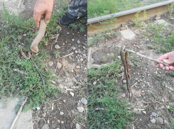 Змею с яркими пятнами встретил горожанин на остановке