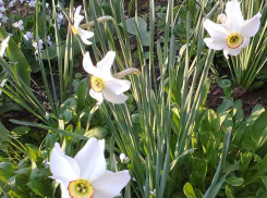 Прохладный ветер и повышенное давление: погода в Камышине на 6 мая