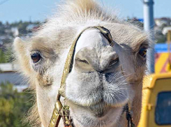 В Камышин приехали московские социологи с задачей оживить Арбузный фестиваль