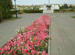 В парке Победы в Камышине осенью эффектно цветут и шикарные розы, и скромные петунии