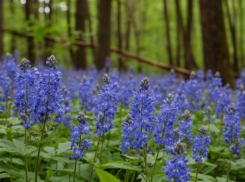 Магические цветы скоро зацветут в Волгоградской области 