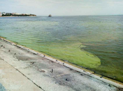 В Камышине жара «нагнала» зелени в Волгу и Камышинку