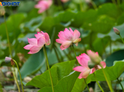 Уникальное цветение лотосов: и не в Астраханской области, а в Волгоградской
