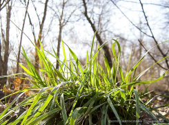 Перепады дневных и ночных температур в Камышине составят больше 10 градусов