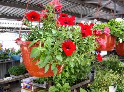 Солнечно и +24: погода в Камышине сегодня, 27 мая