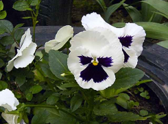 Станислав Зинченко объявил конкурс на лучший реализованный проект озеленения в Камышине