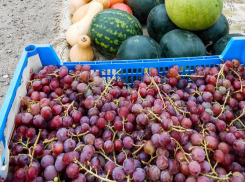Где в Камышине можно по дешевке купить виноград