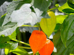 Солнечное и комфортно жаркое воскресенье пришло в Камышин