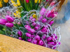 В Камышине тюльпанов оказалось намного больше, чем джентльменов?