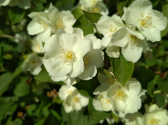 В воскресенье Камышин «вздохнет» при +29-ти