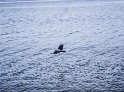 В Камышнском районе водолазы подняли со дна Волги тело утонувшего петроввальца
