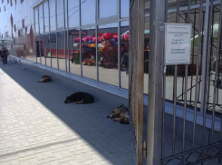 В Волгоградской области могут начать уничтожать бродячих собак 