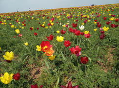 В Волгоградской области объявили акцию по защите первоцветов