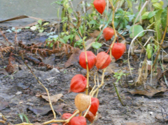 В Камышине в последний день осени все еще будут держаться плюсовые температуры (ВИДЕО)