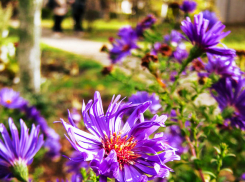 В Камышине выглянет солнце в первый день ноября, но разыграется магнитная буря