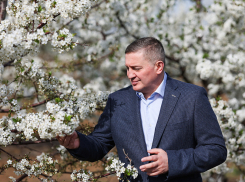 По какому поводу губернатор Андрей Бочаров побывал в цветущем саду и на камеры посадил вишневые деревья