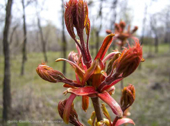 Камышан ожидает малооблачный понедельник с «вкраплениями» дождя, к концу недели +22