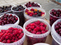 В Камышине начался малиновый сезон, но цены пока «неаппетитные»