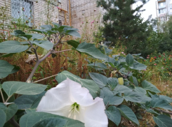 В Камышине раскрыл опасные белые цветы-граммофоны ядовитый дурман