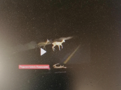 Камышане выложили в соцсетях ролик с гуляющими по трассе у Камышина косулями (ВИДЕО)