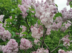 Молодой заместитель директора школы скончался в день последнего звонка в Волгоградской области
