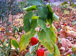 В Камышине поймали 29-летнего фигуранта, надругавшегося 9 октября над двумя девочками