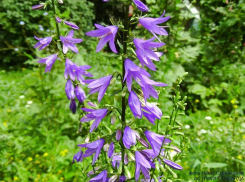 Экологи Волгоградской области «справились о здоровье» редкой красоты дикого колокольчика