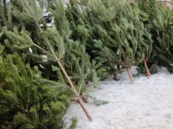 Администрация Камышина опубликовала список адресов, где с 15 декабря откроются елочные базары