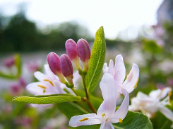 Вторник в Камышине будет солнечным и теплым - перед похолоданием