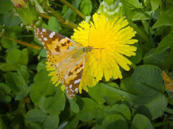 Тучи ярких бабочек в Камышине «свидетельствуют» в пользу лета с дождями