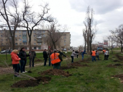 В камышинском парке у моста все сажают деревья, а они все сохнут