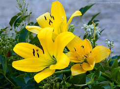 Синоптики говорят об аномальной жаре, а камышане  - о нормальном местном лете