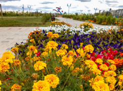 Волна летнего тепла окутает Камышин на выходных