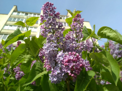 Ветер северных направлений вновь понизит температуру в Камышине