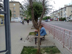 «Перестриженные» вязы на улице Ленина этого жаркого лета не выдержали, пора убирать сухостой, - камышанка